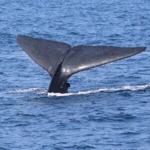 Blue Whale Mirissa Sri Lanka700x700