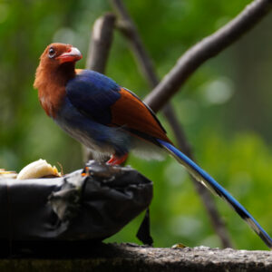 Sri Lanka Blue Magpie Sinharaja Rainforest 700x700