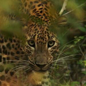 Sri Lanka Leopard Panthera Pardus Kotiya 700x700